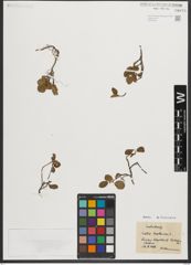Foto von Salix herbacea L.